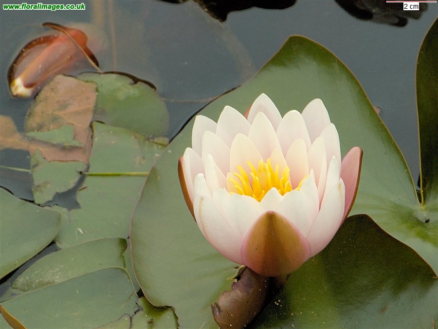 Nymphaea alba