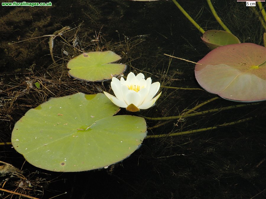 Nymphaea alba