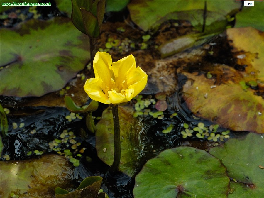 Nymphoides peltata