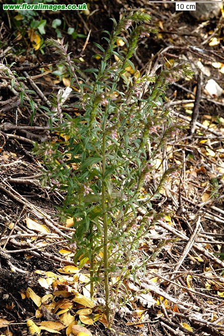 Odontites vernus