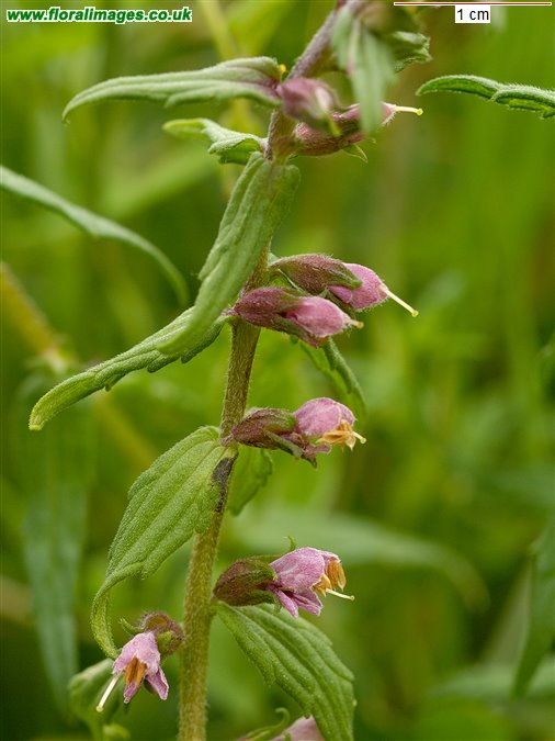 Odontites vernus