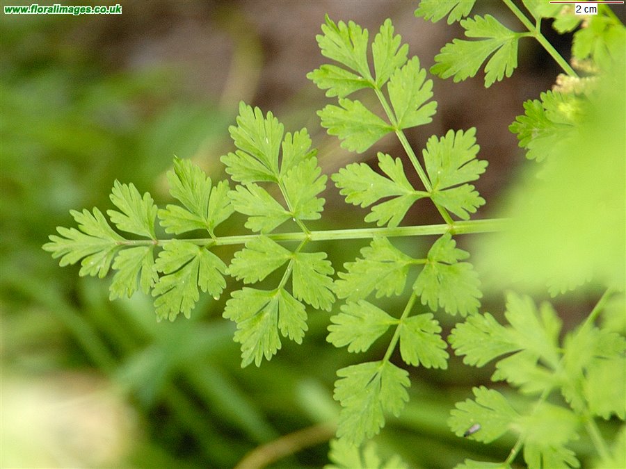 Oenanthe crocata