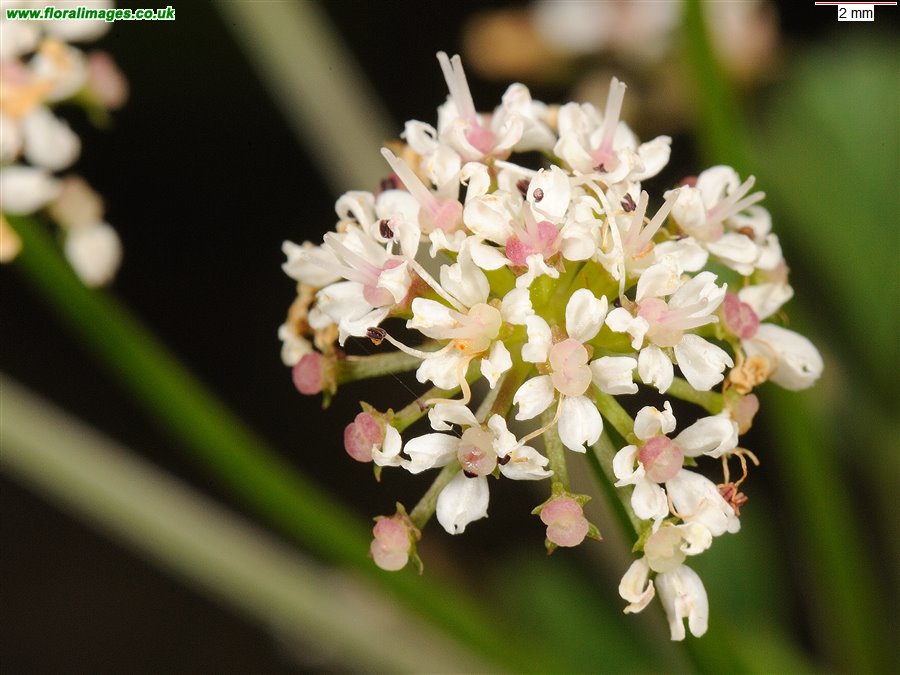Oenanthe crocata