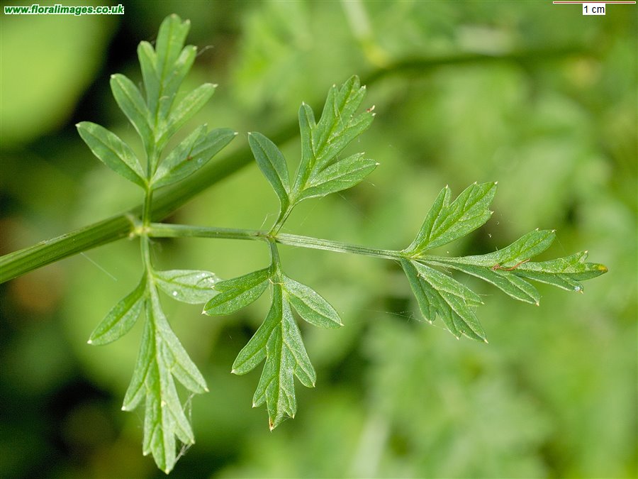 Oenanthe crocata