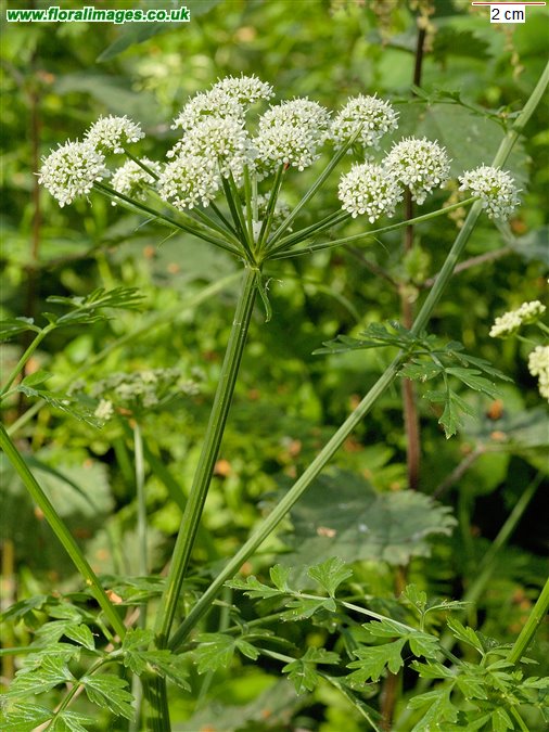 Oenanthe crocata