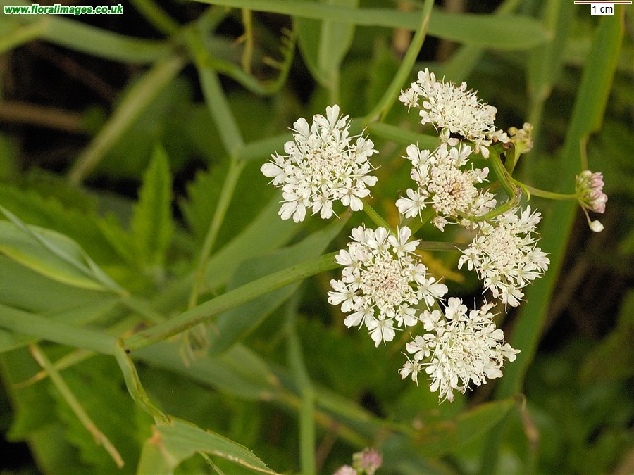 Oenanthe fistulosa