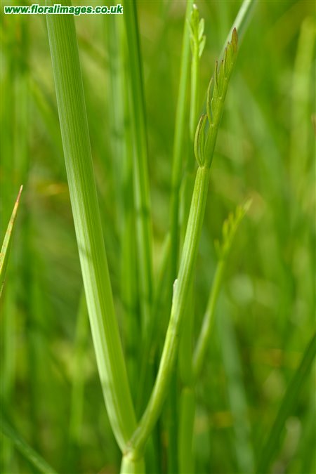 Oenanthe fistulosa