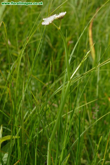 Oenanthe fistulosa