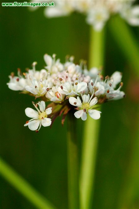 Oenanthe silaifolia