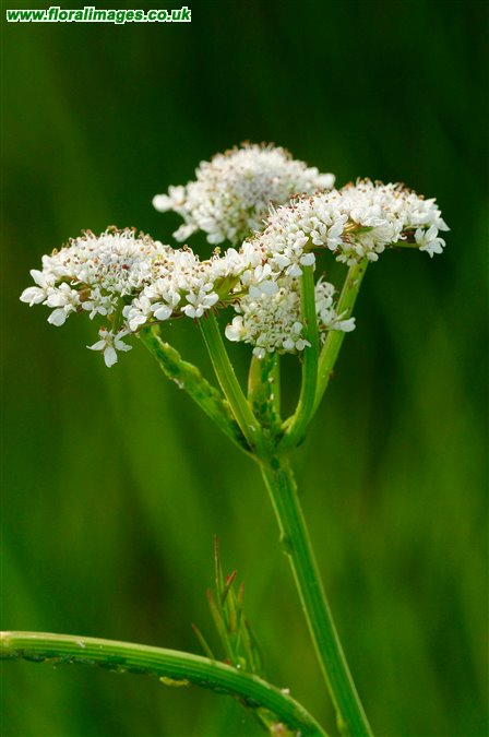 Oenanthe silaifolia