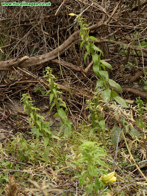Oenothera biennis