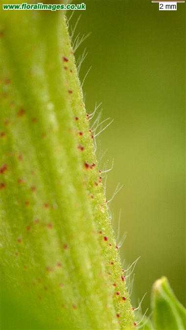 Oenothera biennis