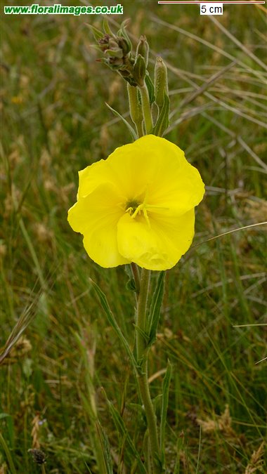 Oenothera stricta