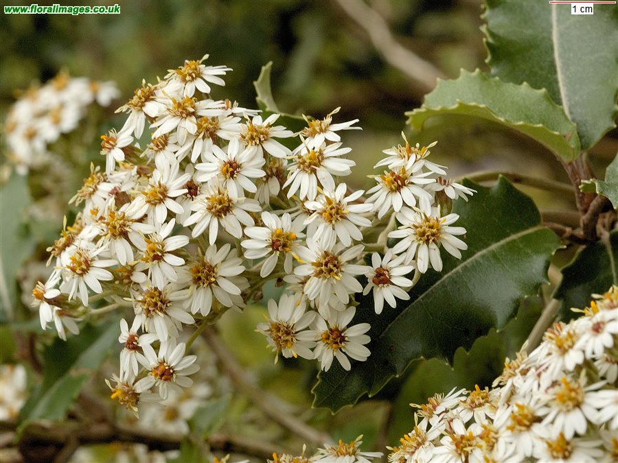Olearia macrodonta, picture 6 of 10