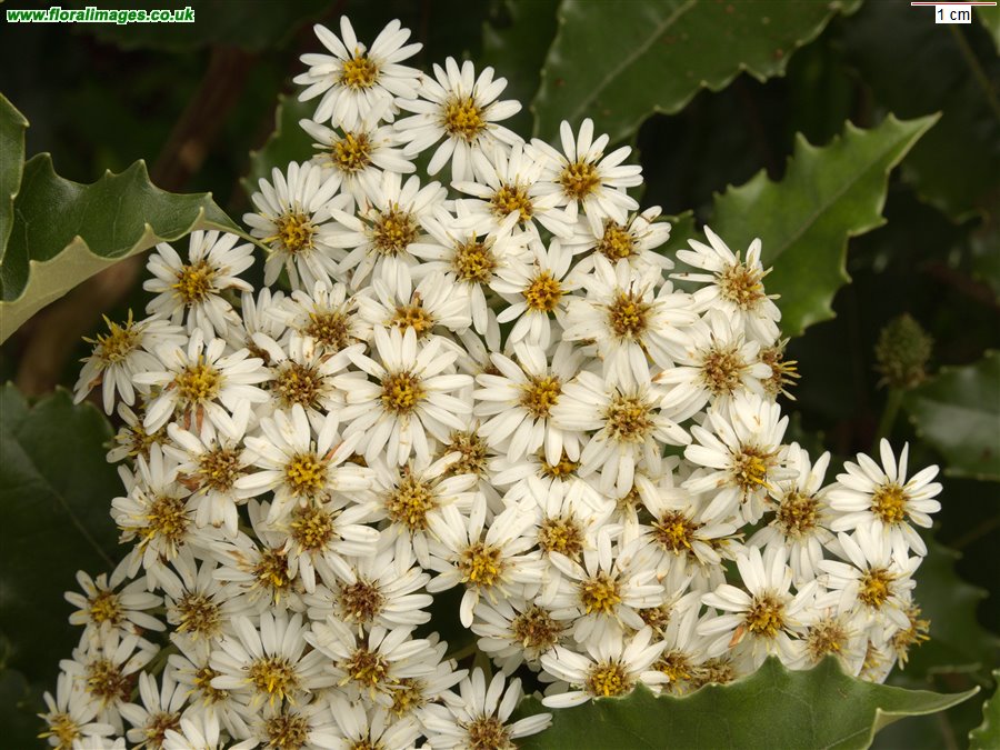 Olearia macrodonta