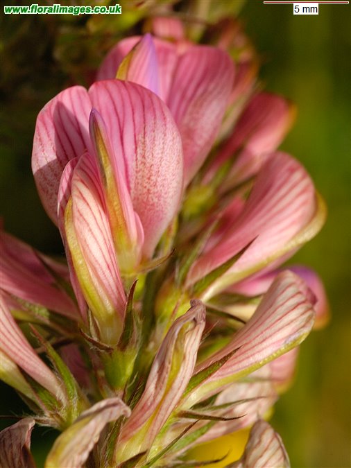Onobrychis viciifolia
