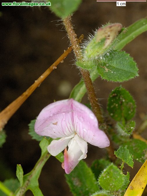 Ononis repens
