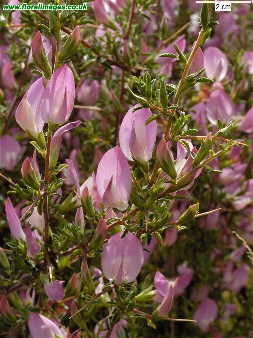 Ononis spinosa