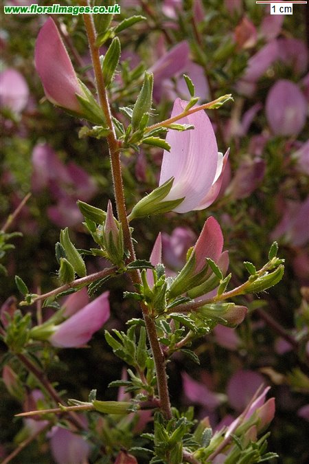 Ononis spinosa