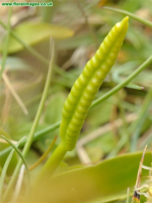 Ophioglossum vulgatum