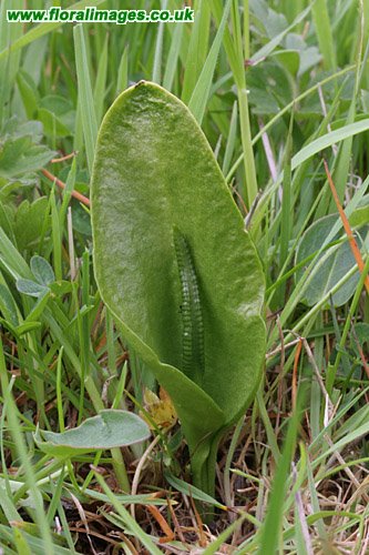 Ophioglossum vulgatum