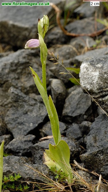 Ophrys apifera