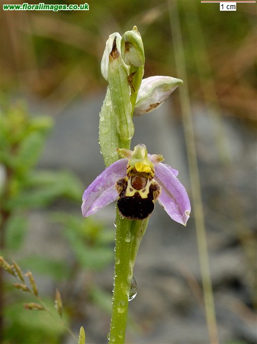 Ophrys apifera