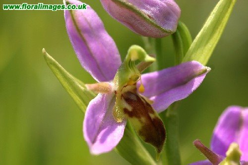 Ophrys apifera