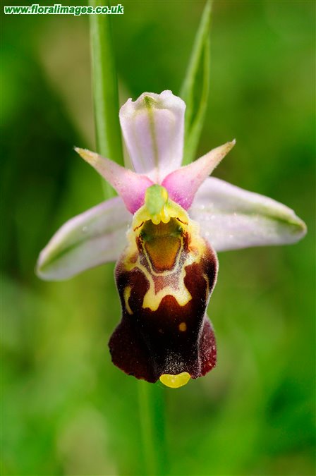 Ophrys fuciflora