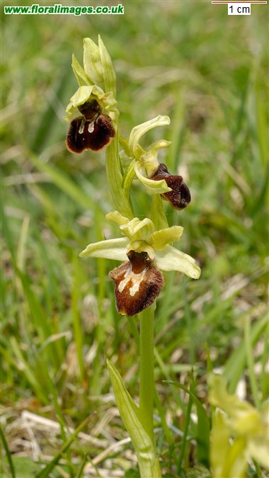 Ophrys sphegodes