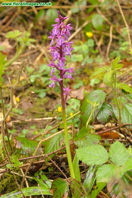 Orchis mascula