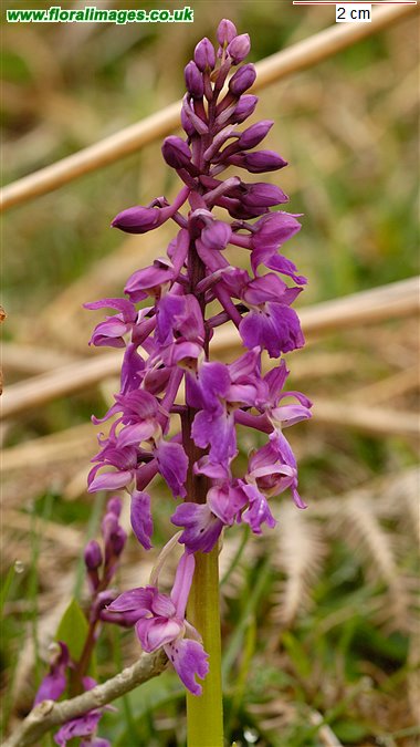 Orchis mascula