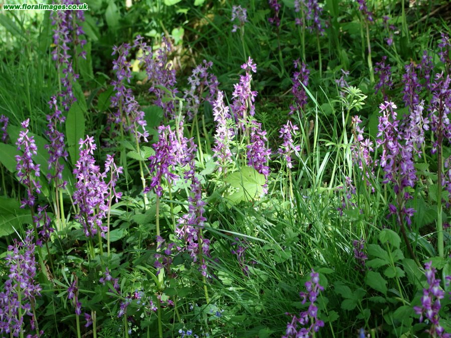 Orchis mascula