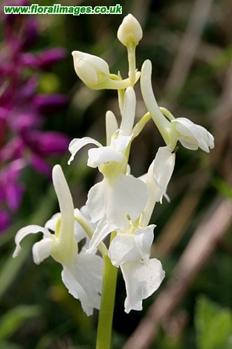 Orchis mascula