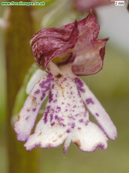 Orchis purpurea