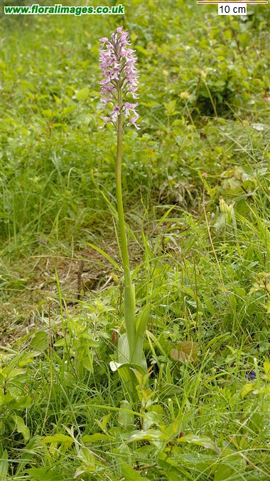 Orchis x angusticruris