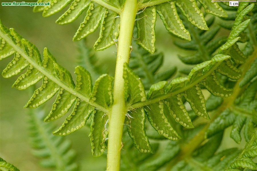Oreopteris limbosperma