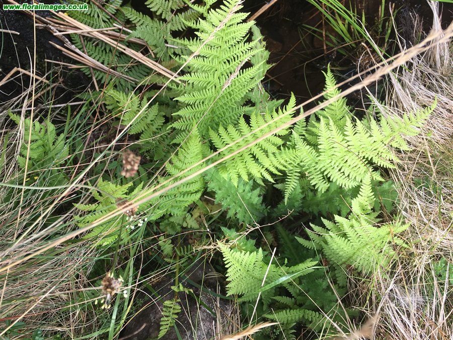 Oreopteris limbosperma