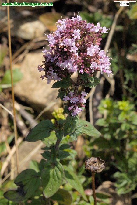 Origanum vulgare