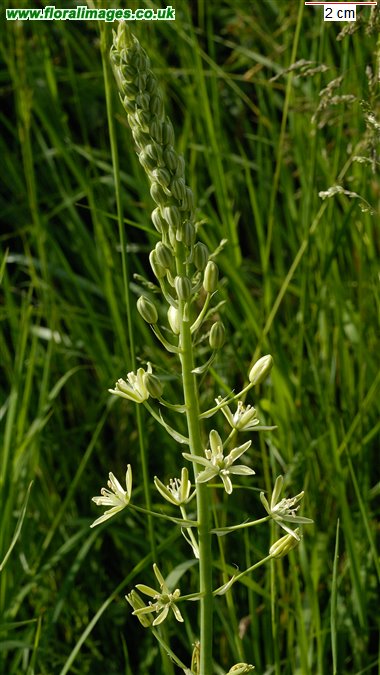 Ornithogalum pyrenaicum