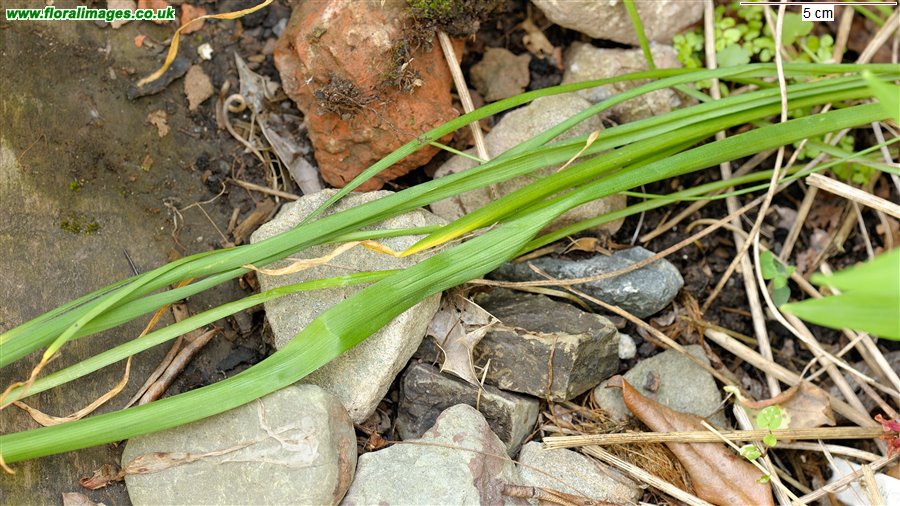 Ornithogalum pyrenaicum
