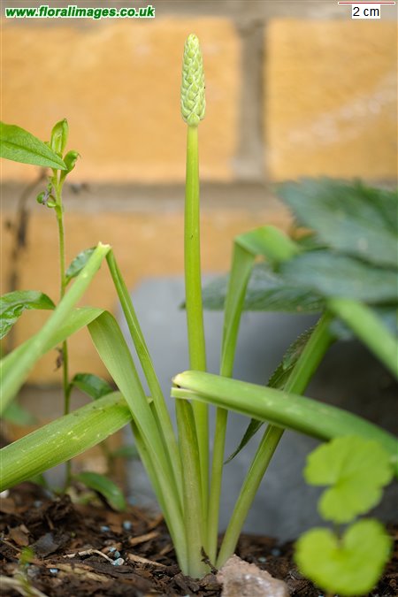 Ornithogalum pyrenaicum