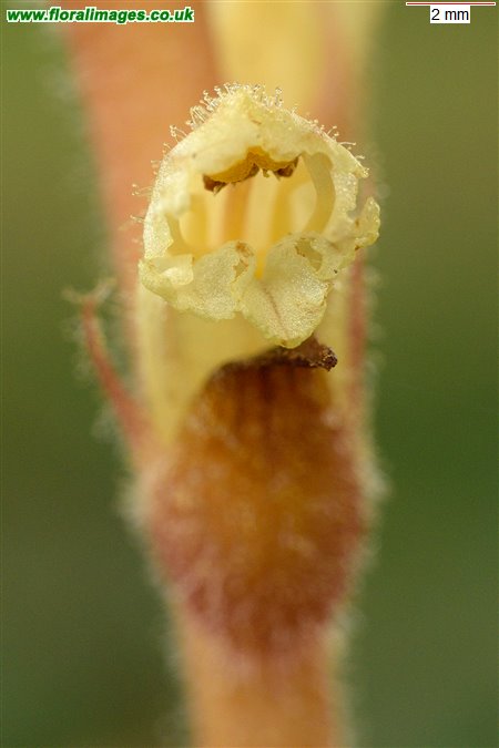 Orobanche hederae