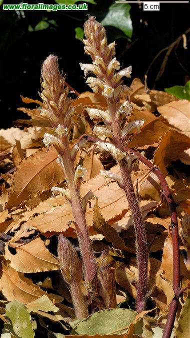 Orobanche hederae