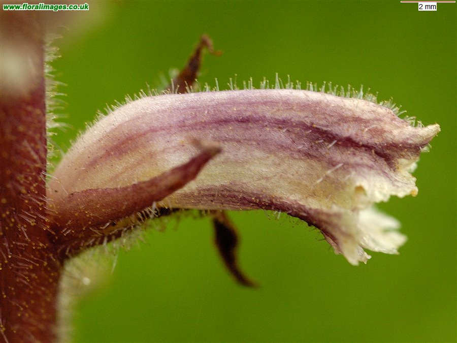 Orobanche minor