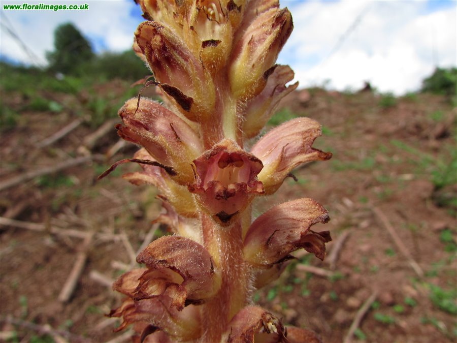 Orobanche rapum-genistae
