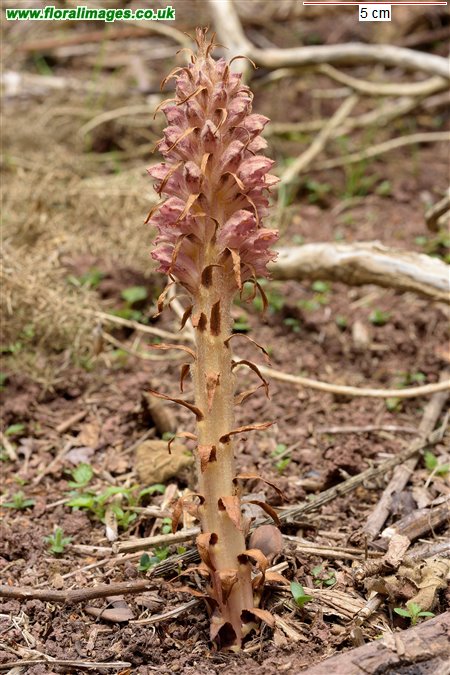 Orobanche rapum-genistae