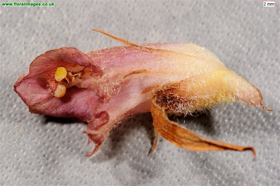 Orobanche rapum-genistae