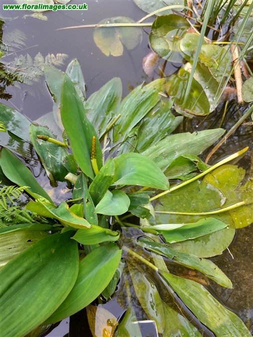 Orontium aquaticum