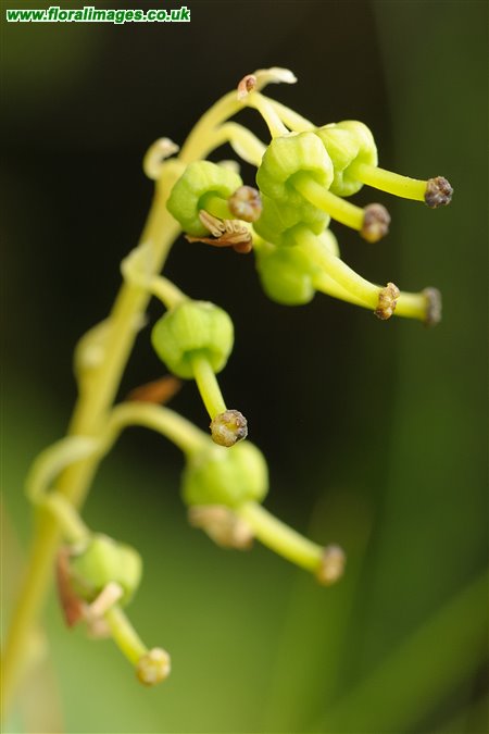 Orthilia secunda
